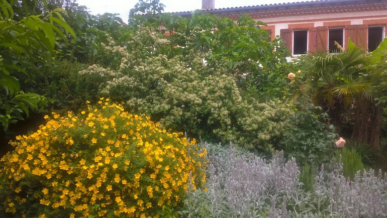Beet mit gelben Blüten (Johanniskraut) und silbrige Bordüre vor der Fassade