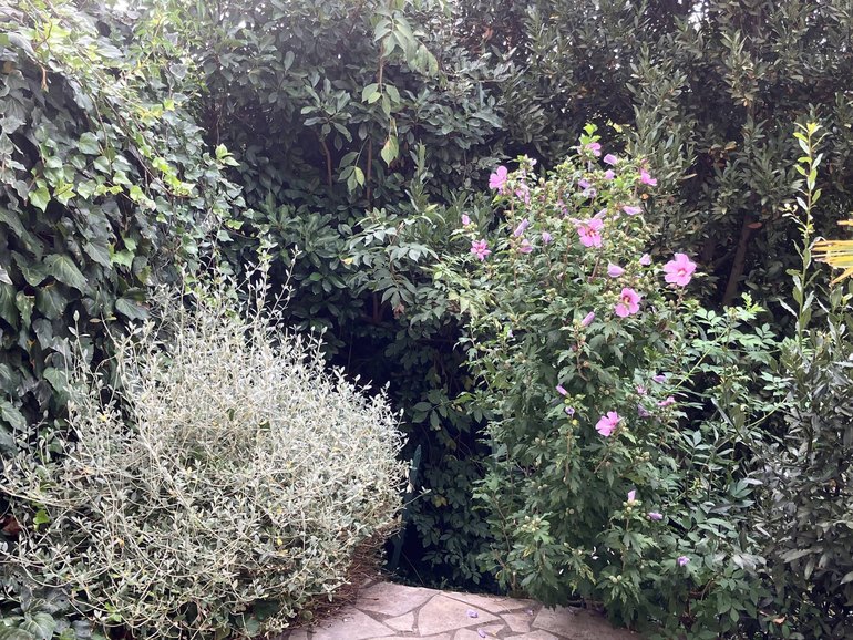 Silver-leaved shrub in front of an evergreen hedge, by a corner of the terrace