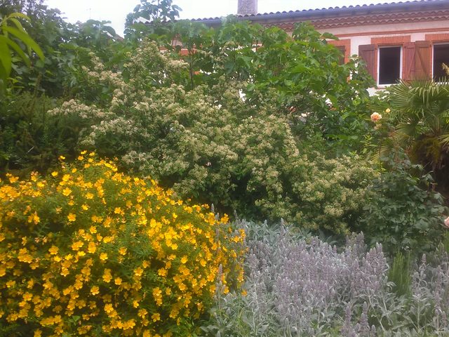 The house seen from the flowering garden