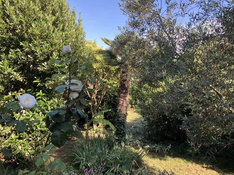 Allée engazonnée bordée d’oliviers, de rosiers blancs et d’un palmier